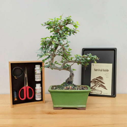 A complete Chinese Elm (Ulmus parvifolia) indoor bonsai tree starter kit from Bonsai Outlet, presented on a light-colored wooden tabletop against a plain white wall. The central feature is a mature Chinese Elm bonsai with a thick, textured grey-brown trunk that curves gracefully upward, supporting a lush canopy of small, serrated green leaves. The tree is planted in a traditional rectangular, green-glazed ceramic bonsai pot.

To the left of the tree, an open wooden storage box displays essential bonsai care tools, including a pair of professional-grade pruning shears with bright red handles, a coil of black training wire, and two white bottles of bonsai fertilizer. To the right of the bonsai, a black humidity tray holds a "Survival Guide" instructional booklet, which features a detailed line drawing of a bonsai tree on its cover. This all-inclusive kit highlights the elegance and accessibility of growing a Chinese Elm bonsai indoors.