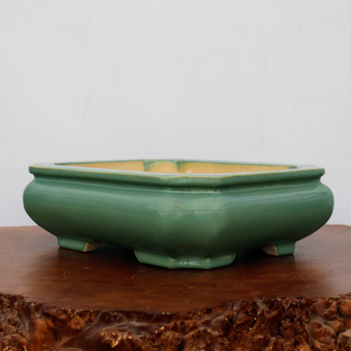 A 12-inch rectangular Yixing bonsai planter with a soft sage green glazed finish. This elegant ceramic pot features a classic cushion shape with rounded corners and a slightly convex body that tapers down to four short, blocky feet. The top edge is finished with a flat, defined rim, while the unglazed interior shows the natural, light-tan ceramic material. The planter is displayed on a dark, polished wooden stand with a rugged, live-edge burl texture, set against a clean, neutral-toned background. This professional-grade glazed bonsai pot combines traditional Chinese craftsmanship with a serene, modern aesthetic.