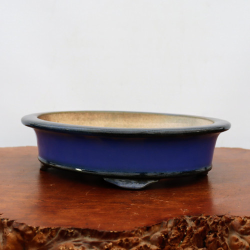 A side-angle view of a shallow, oval glazed bonsai pot in a vibrant cobalt blue color. The pot features a smooth, glossy finish with darker, charcoal-colored highlights around its gently flared rim and along the bottom edge where it meets its small, integrated feet. The interior of the ceramic pot is unglazed, showing a light tan, sandy texture. It sits centered on a polished, dark brown wood base with a rough, natural burl edge. The background is a clean, uniform off-white, which emphasizes the rich color and elegant shape of the bonsai container.