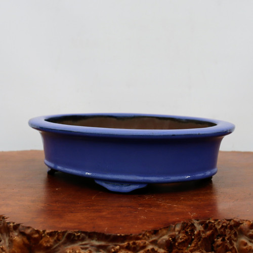 A high-angle studio shot of a shallow, oval-shaped ceramic bonsai pot with a vibrant, glossy cobalt blue glaze. The pot features a clean, minimalist design with a slightly flared rim and is supported by small, decorative wave-like feet. The smooth, lustrous blue finish contrasts with the dark, unglazed interior where the tree would be planted. The pot is displayed on a polished, rich brown wooden surface with a natural, rustic edge, set against a clean, neutral off-white background. This elegant glazed container is a classic choice for a variety of bonsai tree styles, providing a bold splash of color.