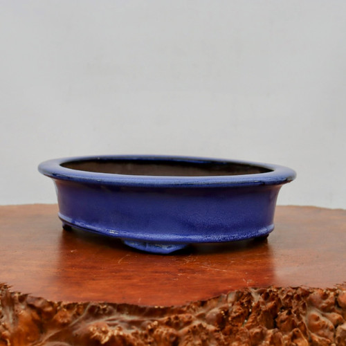 A vibrant, deep-blue glazed ceramic bonsai pot with an oval, shallow design. The pot features a smooth, glossy finish that reflects light, highlighting its rich cobalt hue. It has a slightly flared, rounded rim and sits on small, integrated feet that elevate the base. The pot is positioned on a polished, natural-edged wooden slab, which provides a warm, organic contrast to the sleek, cool blue ceramic. The entire composition is set against a plain, neutral white background, emphasizing the elegant shape and striking color of the pot, making it a sophisticated choice for displaying a variety of bonsai tree styles.
