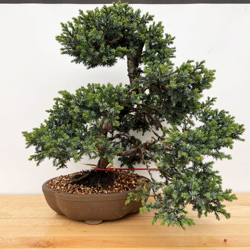 A detailed photograph of a Needle Juniper bonsai tree, styled by Bjorn Bjorholm, presented in a shallow, unglazed ceramic pot. The tree features thick, textured brown bark and dense, bright green needle-like foliage arranged in lush, rounded clusters. 

Its form is characterized by a central upright trunk that splits into a large, dense canopy at the top, with several well-defined branch layers on the left and a dramatic, long branch cascading down to the right, almost reaching the level of the pot's base. Visible dark wires are wrapped around several branches, showcasing the meticulous shaping and styling process of the bonsai. 

The tree is planted in a scalloped, flower-shaped brown ceramic pot filled with a topdressing mix of small red, tan, and brown gravel. A red and yellow plastic tag is fastened around the base of the trunk, likely for identification. The entire arrangement sits on a light-toned wooden tabletop against a plain white background, which provides a clean contrast that highlights the tree's intricate structure and vibrant green colors.
