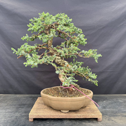Full front view of a Needle Juniper bonsai with a twisting trunk, wired branches and blue-green needle foliage in a round unglazed ceramic pot.