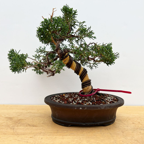 Old Kishu Shimpaku juniper bonsai in a Yixing ceramic pot, No. 17981