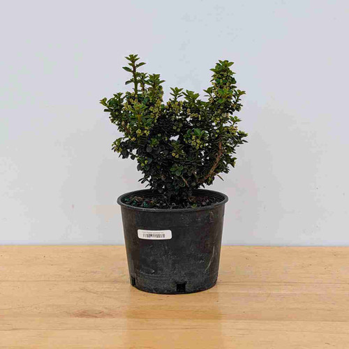 Dwarf Pagoda Japanese Holly