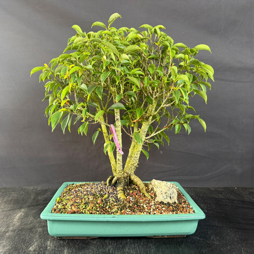 An Oriental Ficus bonsai tree, identified as specimen number 19797, is showcased against a dark gray, textured background. The bonsai is planted in a shallow, rectangular, light green glazed ceramic pot. 

The tree features a multi-trunk structure where several thick, light-colored trunks with a slightly bumpy bark texture grow upwards from a single root base. Some of the roots are partially exposed at the soil line, adding to the aged appearance of the miniature tree. The canopy is dense and well-shaped into a rounded dome, covered in small, vibrant green, pointed oval leaves. 

The soil surface is meticulously finished with a layer of multi-colored bonsai gravel consisting of red, black, and tan granules. A small, craggy, light-colored decorative rock is placed at the base of the trunks on the right side, enhancing the naturalistic landscape. A small pink plastic identification tag is clipped to one of the lower branches on the left. The overall composition highlights the artistic pruning and care involved in cultivating an indoor Oriental Ficus bonsai.