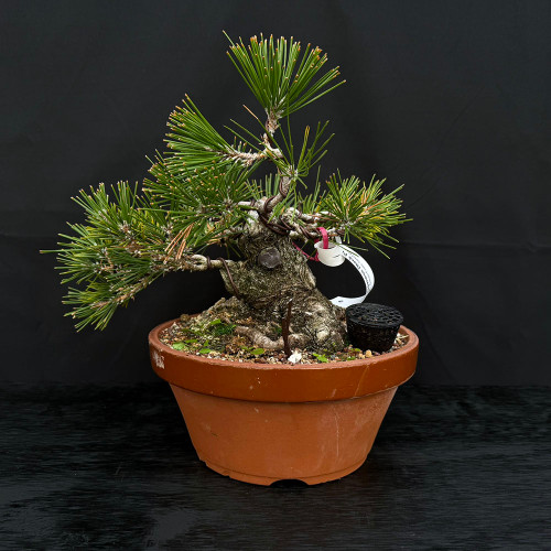 35 year old seed grown Japanese Black Pine by Gerald Rainville, Tokoname pot