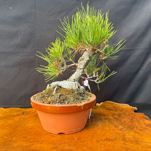 Root-over-rock seed grown Japanese Black Pine by Gerald Rainville, Tokoname pot