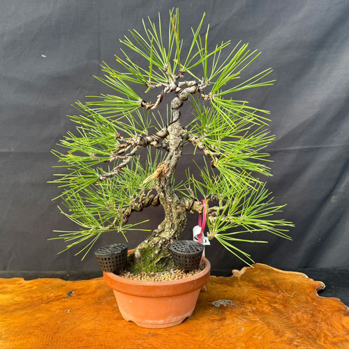 An intricately styled 35-year-old seed-grown Japanese Black Pine pre-bonsai from the Gerald Rainville collection, set against a dark grey background. The tree features a thick, tapering trunk with rugged, deeply fissured grey bark and a subtle S-curve. Multiple branches are carefully positioned using thick copper wiring to create a balanced, triangular silhouette. These branches hold dense clusters of long, vibrant green needles characteristic of the species. A small piece of deadwood, or jin, is visible on the lower half of the trunk, adding to its aged appearance. The tree is planted in a round, unglazed terracotta-colored ceramic pot filled with a granular bonsai soil mix and topped with green moss. Two black plastic fertilizer baskets are placed on the soil surface. The pot sits atop a polished, natural-edged wood slab with a rich, reddish-brown grain.