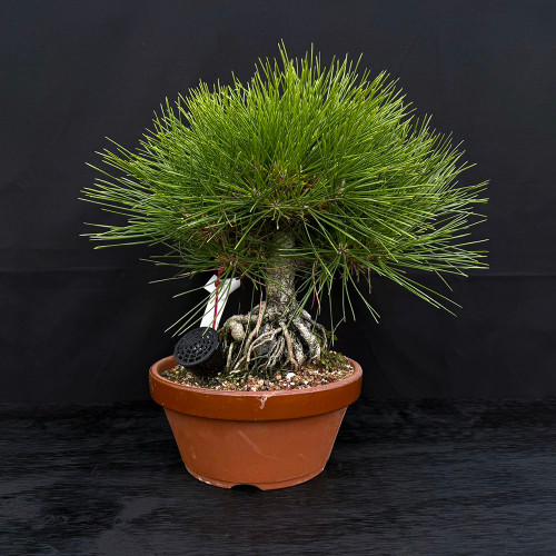 A studio photograph of a 35-year-old Japanese Black Pine (Pinus thunbergii) bonsai tree, showcasing the traditional root-over-rock (sekijoju) style. The tree features a thick, textured trunk with grayish-brown bark that transitions into a network of thick, pale gnarled roots. These roots wrap tightly around a dark stone before disappearing into the granular bonsai soil.

The canopy is a dense, rounded dome of vibrant, long dark green needles, characteristic of a mature black pine. The tree is planted in a simple, terracotta-colored plastic grow pot. A small black fertilizer basket is visible on the left side of the soil surface, and a white identification tag is tied to one of the lower branches. The entire composition is set against a solid black background on a dark, textured surface, emphasizing the tree's intricate structure and lush foliage.