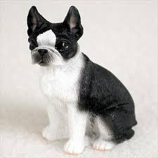 Miniature Boston Terrier figurine sitting upright in the breed's black and white coat