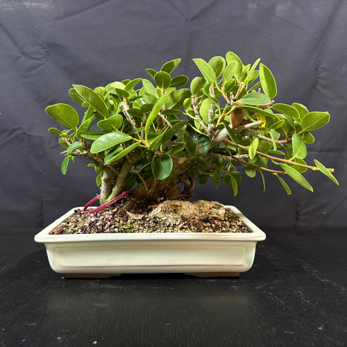 A studio-lit, high-resolution photograph features a Shohin-sized Green Island Ficus bonsai tree (catalog No. 19563) showcased against a solid dark grey backdrop. The miniature tree is planted in a shallow, rectangular Japanese ceramic pot with a smooth, off-white glazed finish. 

The ficus displays a thick, textured, multi-trunk structure that provides a sense of age and stability. From these sturdy trunks, a dense canopy of small, round, waxy, and vibrant green leaves grows outward, creating a lush, bushy appearance. The soil surface is covered with a coarse, granular bonsai mix consisting of various earth-toned pebbles and pumice. A small pink identification band is looped around one of the lower trunk branches on the left side. The tree is positioned on a dark, matte surface, which, combined with the dark background, makes the bright green foliage and cream-colored pot stand out prominently.