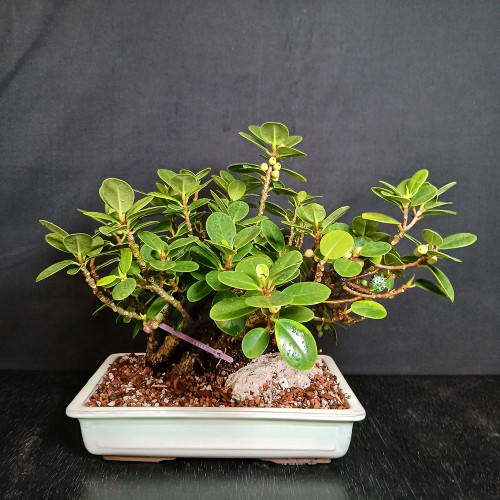 Shohin Green Island Ficus bonsai in a cream glazed Japanese ceramic pot with round glossy leaves, small fig fruit, textured base, and planted rock.