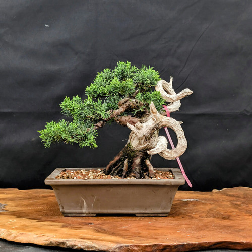 A professionally styled Itoigawa Shimpaku Juniper bonsai tree is showcased against a stark, solid black background, emphasizing its dramatic form and vibrant colors. The tree is planted in a shallow, rectangular, unglazed brown ceramic pot filled with a well-draining granular soil mix of akadama and pumice. 

The bonsai features a thick, dark brown trunk with visible bark texture and powerful surface roots (nebari) that anchor it firmly into the soil. A defining characteristic of this specimen is the intricate, bleached-white deadwood, known as jin and shari, which contrasts sharply with the living wood. On the right side, a large piece of deadwood twists into a dynamic, spiraling shape, while other bleached branches reach upwards. A small pink identification tag is looped through one of these deadwood curls. 

The lush, vibrant green foliage typical of the Itoigawa variety is meticulously pruned and wired into dense, tiered pads or "clouds" that predominantly fill the left side and top of the tree, creating a balanced but asymmetrical composition. The entire bonsai arrangement rests on a rustic, natural wood slab with a live edge, adding to the organic and artistic presentation of this miniature tree.