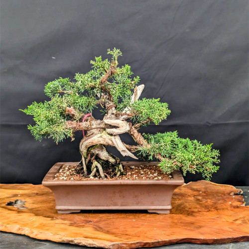 Shimpaku Kishu juniper bonsai with a thick twisted trunk, on a wood slab