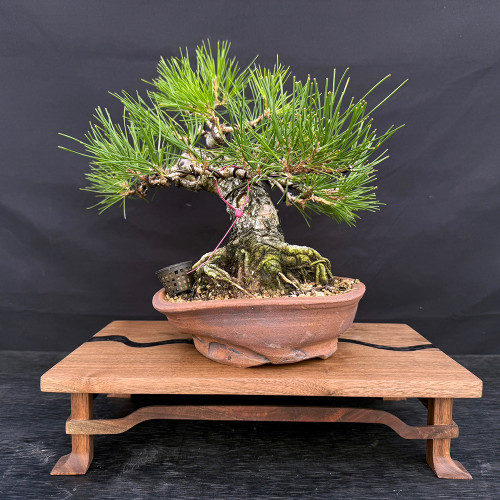 A detailed studio photograph of a 35-year-old Japanese Black Pine bonsai tree, expertly styled and showcased in a unique, hand-crafted Paul Olson unglazed ceramic pot. The tree features a thick, ruggedly textured trunk that conveys a sense of ancient strength, with a powerful network of surface roots, or nebari, spreading across the soil. Dense clusters of vibrant, long green needles form a well-defined, rounded canopy, with fine training wires subtly visible along the branches to maintain its artistic shape. 

The Paul Olson pot is made of earthy, reddish-brown clay with an organic, irregular texture that complements the tree's natural aesthetic. A small black plastic fertilizer basket sits on the surface of the soil, and a thin pink training wire is tied around the lower trunk. The entire bonsai arrangement is displayed on a light-colored wooden stand with decorative curved legs and a dark, wavy resin inlay across its surface. The composition is set against a solid matte black background, which makes the intricate details and deep green foliage of the bonsai stand out sharply.