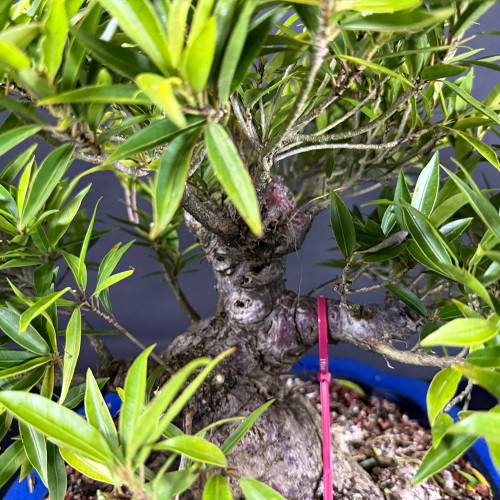 A detailed close-up photograph showcasing the thick, gnarled, and aged trunk of a Willow Leaf Ficus (Ficus salicaria) bonsai. The trunk's bark is dark grey and purplish, featuring deep fissures and multiple circular, eye-like scars from past pruning that add to its mature character. Numerous branches emerge from the top of the muscular trunk, bearing dense clusters of long, narrow, vibrant green leaves that give the species its name. A pink identification zip tie, marked with the number 19166, is secured around a thick branch on the right side. The tree is planted in a bright blue ceramic pot, with small, reddish-brown granular bonsai soil visible at the base. The image is set against a dark, neutral background, which emphasizes the intricate textures of the bark and the lushness of the foliage.
