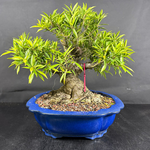 A mature Willow Leaf Ficus bonsai tree, identified as item number 19166, is showcased against a dark grey background. The tree features a remarkably thick and textured trunk with an expansive 8-inch nebari, or surface root flare, that anchors the tree into a mixture of red and grey volcanic soil. Its dense canopy is composed of slender, lance-shaped green leaves typical of the Ficus salicaria species, arranged in full, healthy foliage pads. The bonsai is planted in a striking vintage Yixing ceramic pot, which boasts a deep cobalt blue glaze and a decorative scalloped rim. A small red identification tag hangs from one of the lower branches, highlighting its status as a unique specimen.