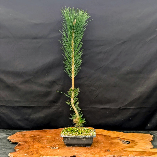 A young Japanese Black Pine bonsai, styled by Mark Comstock, features a slender, light-brown trunk with subtle curves near its base. The lower half of the trunk shows small, emerging clusters of needles, while the top half grows into a tall, exceptionally dense spire of long, vibrant green needles pointing skyward. The tree is planted in a small, dark rectangular ceramic pot topped with green mossy soil. The entire bonsai arrangement is showcased on a polished, natural-edged reddish-brown wooden display slab, set against a dark, textured fabric background that highlights the tree's striking vertical form.