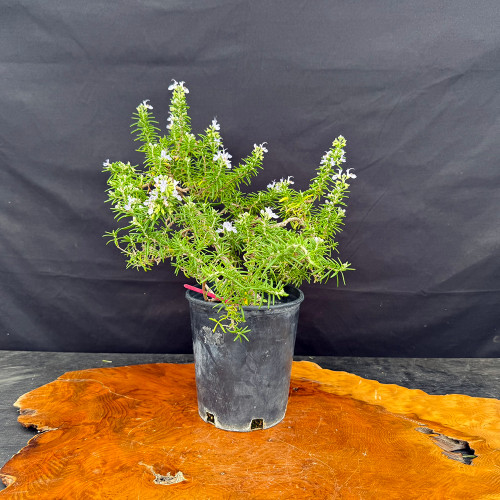 A flourishing rosemary pre-bonsai plant with delicate light blue flowers is shown in a black plastic grow pot. The plant features dense, green needle-like leaves and woody branches, characteristic of the species and its potential for bonsai training. Several clusters of small, pale lavender blossoms are visible at the tips of the branches, adding a touch of color to the vibrant green foliage. The pot is positioned on a polished, live-edge wood slab that showcases rich orange and brown grain patterns. The entire scene is set against a solid, dark black backdrop, which makes the plant and the warm wood stand out prominently.