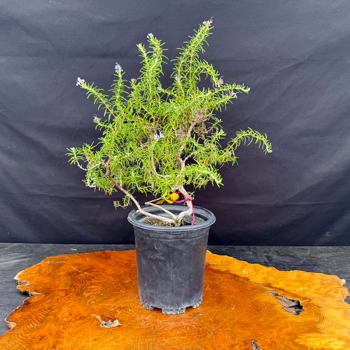 A detailed studio photograph of a rosemary pre-bonsai plant (No. 14445) in a black plastic grow pot, showcasing its potential as a bonsai starter. The herb features dense, needle-like evergreen foliage on woody, slightly twisted stems that emerge from a thickened base. Tiny, delicate light-blue or lavender flowers are visible at the tips of several branches, adding a touch of color to the vibrant green plant. The rosemary sits on a large, irregularly shaped polished wood slab with a rich orange-brown grain, all set against a dark, neutral fabric background that makes the textures of the plant and wood stand out. A small yellow tag and a pink wire around the base of the trunk indicate its categorization and preparation for future bonsai styling.