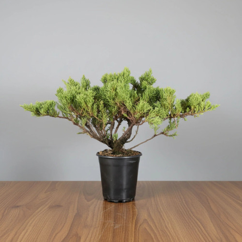 A vibrant San Jose Juniper pre-bonsai tree is showcased in a 6-inch black plastic nursery pot. The tree exhibits a dense, lush green canopy of scale-like foliage that spreads outward in a fan-like shape from its multiple brown, textured trunks. The visible trunk movement and branching structure provide a wealth of potential for future bonsai styling and grafting projects. The pot sits on a polished wood grain table against a neutral, solid light gray background, highlighting the tree's natural form and color.
