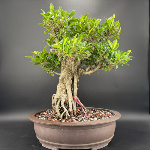 Front view of a large imported Tiger Bark Ficus bonsai in an unglazed round Yixing ceramic pot, showing a massive textured trunk, powerful exposed root base, and a broad mature canopy against a dark background.