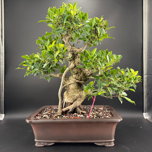 Front view of a large imported Tiger Bark Ficus bonsai in a show quality rectangular Yixing ceramic pot, showing a massive textured trunk, strong surface roots, and a broad mature canopy against a dark background.