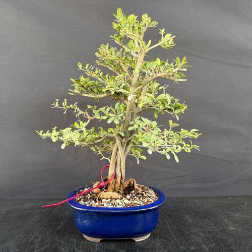 Full front view of a tall Black Olive clump-style bonsai with multiple fused trunks, layered branches, small oval foliage, exposed roots, and a deep blue glazed ceramic pot