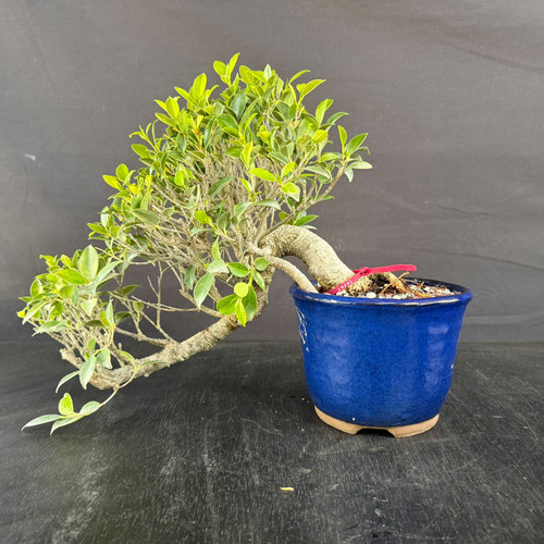 A handpicked Tiger Bark Ficus cascade bonsai tree, presented in a vibrant blue glazed Yixing pot against a dark background. This statement tree features a thick, textured trunk with characteristic tiger bark markings that curves sharply over the edge of the pot, following a classic cascade style. The foliage is a dense canopy of small, glossy green leaves, with bright lime green new growth highlighting the tips. A lower branch extends further down and to the left, adding to the dramatic cascading effect. The deep cobalt blue pot sits on a dark, textured surface, creating a striking contrast with the verdant green leaves and light-colored bark. A small red tag is visible near the base of the trunk.