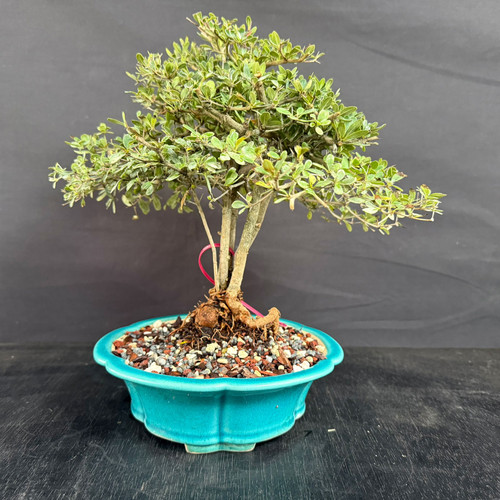 Full front view of a Black Olive bonsai clump with multiple upright trunks, exposed roots, a broad refined canopy, and a turquoise glazed ceramic pot