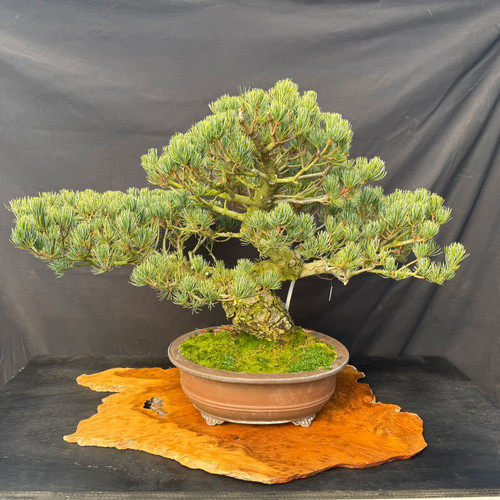 A high-quality studio photograph of an aged, one-of-a-kind Japanese White Pine bonsai tree, showcasing a majestic and wide-spreading silhouette. The specimen features a powerful, thick trunk with deeply fissured, textured bark that indicates decades of careful cultivation. Its branches extend horizontally, supporting dense, cloud-like pads of short, bluish-green needles characteristic of the white pine species.

The bonsai is expertly potted in a classic, unglazed oval Yixing clay pot with a warm, reddish-brown finish and small decorative feet. A lush carpet of vibrant green moss covers the soil at the base of the trunk, adding a naturalistic touch. The entire composition is presented on an irregular, polished burl wood display slab, which rests on a dark table against a seamless black fabric backdrop. The high-contrast lighting emphasizes the intricate textures of the needles, the rugged bark, and the elegant, balanced structure of this imported masterpiece.