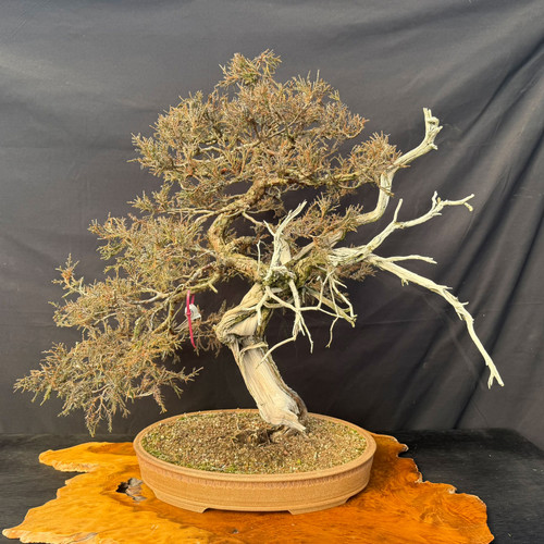 Collected Rocky Mountain Juniper bonsai in a handmade Jack Hoover pot