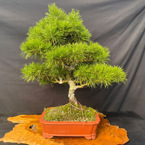 A mature, one-of-a-kind 30-year-old Japanese Black Pine bonsai tree with a thick, heavily textured and aged trunk that winds gracefully upward. The tree features dense, layered pads of vibrant green needles, meticulously shaped into a full, triangular canopy. It is housed in a rectangular, terracotta-colored unglazed ceramic pot with decorative feet, featuring a moss-covered soil surface and a few visible surface roots. The bonsai is displayed on a polished, organic-shaped light wood base against a dark, draped gray background. This high-quality specimen exemplifies the "serious potential" of a well-maintained Japanese Black Pine, showing off its rugged bark and well-developed branch structure.