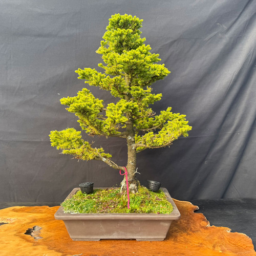 An exquisite and rare old Ezo Spruce bonsai tree is presented in a classic upright (Chokkan) style, showcasing its mature and balanced structure. The tree features vibrant, lime-green needle foliage densely packed into well-defined pads that taper elegantly towards a rounded apex. Its sturdy, straight trunk exhibits a rugged, textured bark that signifies its age and status as a collector-quality specimen.

A small pink identification ribbon is tied to the lowest left branch, which extends horizontally to provide a strong visual base. The tree is planted in a rectangular, unglazed earthy brown Yamaaki Tokoname ceramic pot, a choice prized by enthusiasts for its traditional craftsmanship. 

The soil surface is covered in a lush layer of vibrant green moss, with two small black plastic fertilizer baskets placed on either side of the trunk. The entire bonsai arrangement sits atop a polished, natural-edge wooden display slab, set against a dark, neutral gray fabric background that emphasizes the striking contrast of the spruce's bright needles and the pot's classic form.