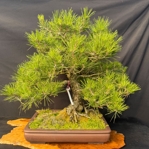 An old Japanese Black Pine (Pinus thunbergii) bonsai tree with a powerful, thick trunk featuring deeply textured, corky gray bark. The tree displays a wide, dense canopy of long, vibrant green needles meticulously pruned into a balanced, triangular silhouette. Its impressive root base, or nebari, is partially exposed and spreads firmly into a soil surface covered in lush, bright green moss. The bonsai is planted in a classic rectangular, unglazed reddish-brown ceramic pot, which sits atop a polished, natural-edged wood slab. A small white and red identification tag hangs from a lower branch. The entire arrangement is set against a dark, draped fabric background that emphasizes the tree's mature character and intricate branch structure.