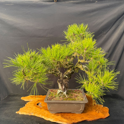 A rare Nishiki Japanese Black Pine bonsai tree, measuring approximately 27 inches tall, is showcased against a plain, dark gray fabric background. The tree is a mature specimen characterized by its remarkable cork bark, which is exceptionally thick, rugged, and deeply fissured with dark gray and brown tones, a defining feature of the Nishiki variety. 

The bonsai features a stout, powerful trunk that tapers into well-defined, multi-tiered branches. Vibrant, bright green clusters of long pine needles form dense, healthy foliage pads that contrast beautifully with the rough texture of the wood. The overall silhouette is balanced yet informal, conveying a sense of great age and resilience. It is planted in a simple, rectangular, unglazed ceramic pot in an earthy dark brown hue. The entire composition sits atop an irregular, natural-edged polished wooden slab, further emphasizing the tree's organic and artistic presentation.