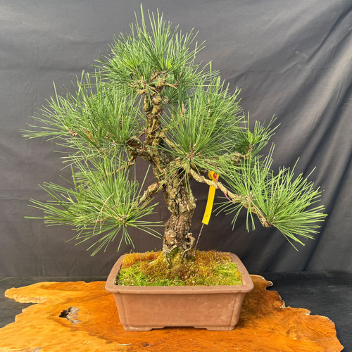 Nishiki cork bark Japanese Black Pine bonsai, a 25 inch collector specimen