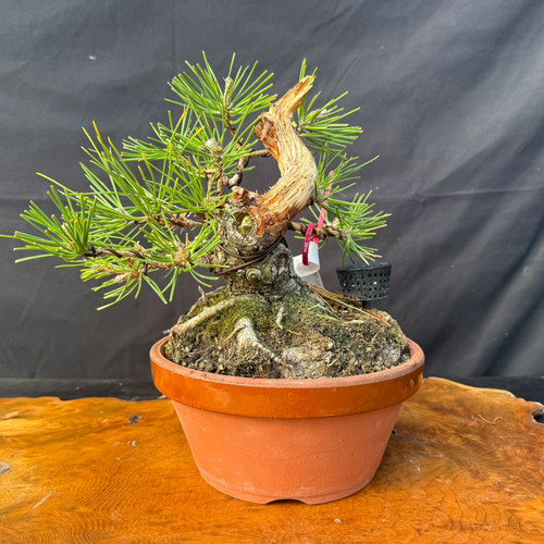 Shohin Japanese Black Pine pre-bonsai with dark grey bark, Rainville collection
