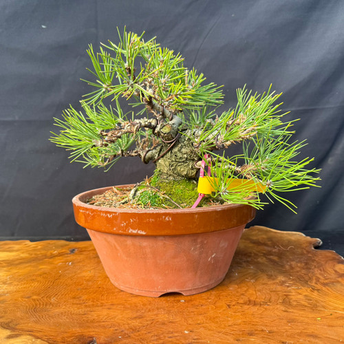 Shohin Japanese Black Pine pre-bonsai with a thick gnarled trunk, Rainville