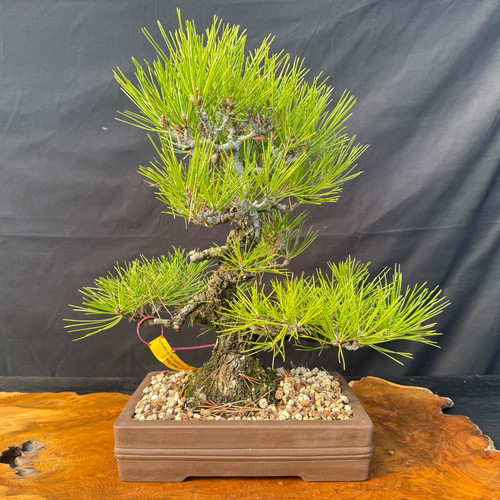 Seed grown Japanese Black Pine shohin bonsai in informal upright, by Rainville