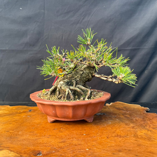 Shohin Japanese Black Pine bonsai by Gerald Rainville, with powerful nebari