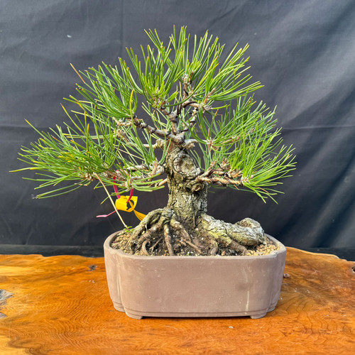 A professional studio photograph of a one-of-a-kind Japanese Black Pine bonsai tree, showcasing its powerful base and character-rich trunk. The tree features thick, rugged bark with a prominent knot and an impressive nebari, with thick, exposed roots spreading into the soil. Its branches are meticulously shaped with dark bonsai wire, holding dense clusters of vibrant, long green pine needles in a broad, triangular silhouette. A small yellow and red identification tag is tied to one of the lower left branches. The bonsai is planted in a rectangular, light brown, unglazed ceramic pot and is displayed on a polished, warm-toned wooden slab against a dark charcoal fabric background, which highlights the tree's detailed texture and artistic form.