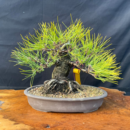 A detailed, one-of-a-kind Japanese Black Pine (*Pinus thunbergii*) bonsai tree is the focus of this image, showcasing exceptional age and character. The tree features a remarkably powerful nebari, with thick, mature surface roots spreading radially from the base of the trunk into a granular bonsai soil mix. The short, stout trunk is covered in the deep, craggy, and textured "old bark" character that is highly sought after in mature black pines. 

Above the trunk, a dense, rounded crown of vibrant green needles with slight yellow-tinged tips spreads outward. Fine bonsai wiring is visible on several branches, showing the careful styling and training used to create its balanced, powerful silhouette. The bonsai is planted in a shallow, oval, unglazed brown clay pot that complements its rugged appearance. The entire composition is displayed on a polished, warm-toned wooden slab with a natural grain, set against a dark, solid background that makes the intricate details of the bark and foliage stand out.