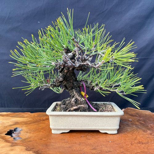 Seed grown 1987 Japanese Black Pine bonsai with rugged bark and strong branching