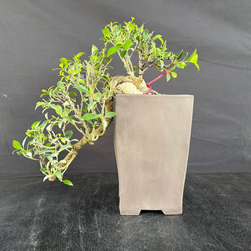 A studio photograph showcases an imported Cascade Tiger Bark Ficus bonsai tree, exhibiting a dramatic "root over rock" style. The tree is planted in a tall, square-profile, unglazed grey-brown Yixing ceramic pot. 

The bonsai's thick, textured trunk emerges from the top of the pot, gripping a small rock before curving sharply downward over the edge in a classic cascade formation. Numerous small, vibrant green, oval-shaped leaves sprout from several branching sections that reach both upward and downward. Visible training wire on some of the upper branches indicates careful styling, and a small red plastic tie is located near the base of the trunk. The composition is set against a minimalist solid black background and dark surface, which emphasizes the architectural form of the tree and the lush color of its foliage.
