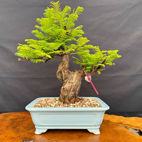 Old Dawn Redwood photographed May 01, 2026 bonsai with twisting trunk, aged character, and blue glazed Yixing bonsai pot, front view