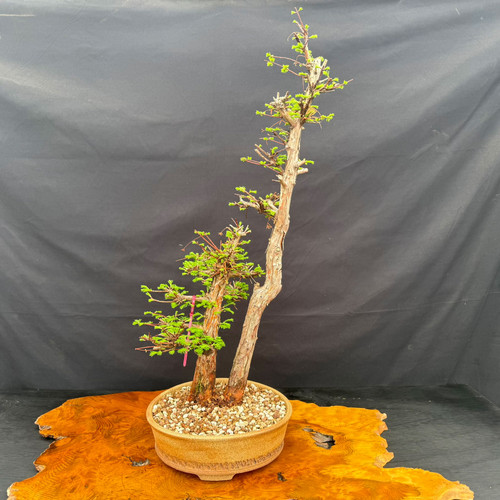 Outdoor Bonsai Trees for Sale inlcudes Deciduous, Coniferous