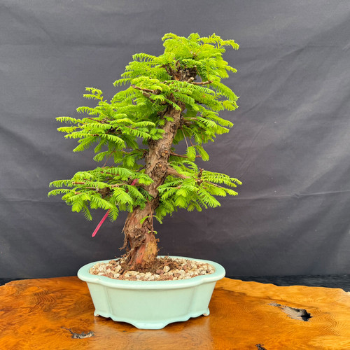 Old Dawn Redwood photographed May 01, 2026 bonsai with rugged trunk character, compact silhouette, and glazed Yixing bonsai pot, front view