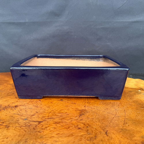 9.75 inch Yamafusa deep blue rectangle Tokoname bonsai pot front view